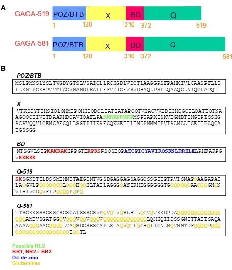 Figura I.9. A. Representació esquemàtica de les isoformes GAGA-519 i GAGA-581. B. Seqüències 