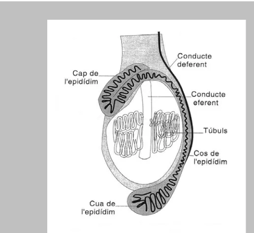 Figura 1.1.3: Esquema de l’estructura general del testicle i de l’epidídim (Sanchez, 1997).