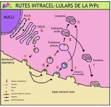 Figura 2. Rutes intracel·lulars de la PrPc L’mRNA generat a partir del gen prnp al nucli de la cèl·lula, és dirigit al reticle endoplasmàtic rugós (RER) on la PrPc serà sintetitzada; en aquest punt sembla que la PrP adquiria ja les 