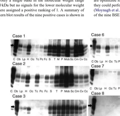 Fig. 3. No signals for protease resistant PrPBSE were obtainedfor the healthy control animal.On the medulla oblongata (Mob), the cranial cervical frag-