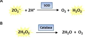 Figura 4. Neutralització de les ROS per part d’enzims antioxidants. (A) La dismutació de l’Ode la SOD dóna lloc a la formació de Hcatalasa en H2·- per part 2O2