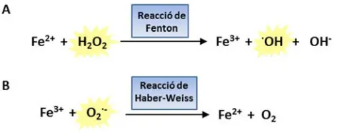Figura 5. Reaccions de Fenton i de Haber-Weiss. (A) El Hde la reacció de Fenton donant lloc al radical Fenton podrà reaccionar ara amb l’O2O2 pot reaccionar amb el Fe2+ reduït a través ·OH