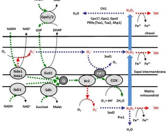 Figura 6. Representació esquemàtica de la cadena respiratòria de S. cerevisiaeformació de ROS, així com els principals enzims antioxidants implicats.