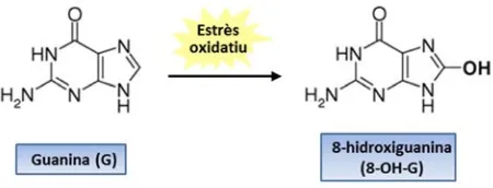 Figura 7. Exemple de dany al DNA causat per l’oxidació de la guanina. Els radicals lliures, com el radical hidroxil, reaccionen amb la guanina, i acaben generant la forma oxidada 8-hidroxiguanina (8-OH-G), un producte de l’oxidació altament mutagènic i car