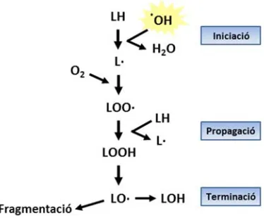 Figura 8. Resum de les principals reaccions de la peroxidació lipídica. LH, lípid intacte; L·, radical lipídic alquil; LOO·, radical lipídic peroxil; LOOH, hidroperòxid lipídic; LO, radical lipídic alcoxil; LOH, hidròxid lipídic (estable)