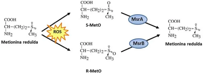 Figura 9. Via de l’oxidació i reducció de la metionina. Les metionines poden ser fàcilment oxidades a partir de les ROS, formant els epímers S-MetO i R-MetO, que seran reduïts estereoespecíficament per la MsrA i la MsrB, respectivament (H.-Y