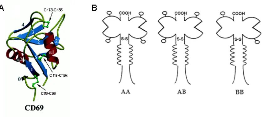 Figure 1: CD69 protein structure. (A) Human CD69 monomer showing the fold of the C-type lectin domain