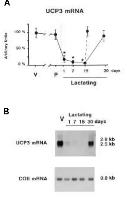 FIG. 1. Changes in UCP-3 mRNA levels in the gastrocnemius skeletalmuscle of late pregnant and lactating mice