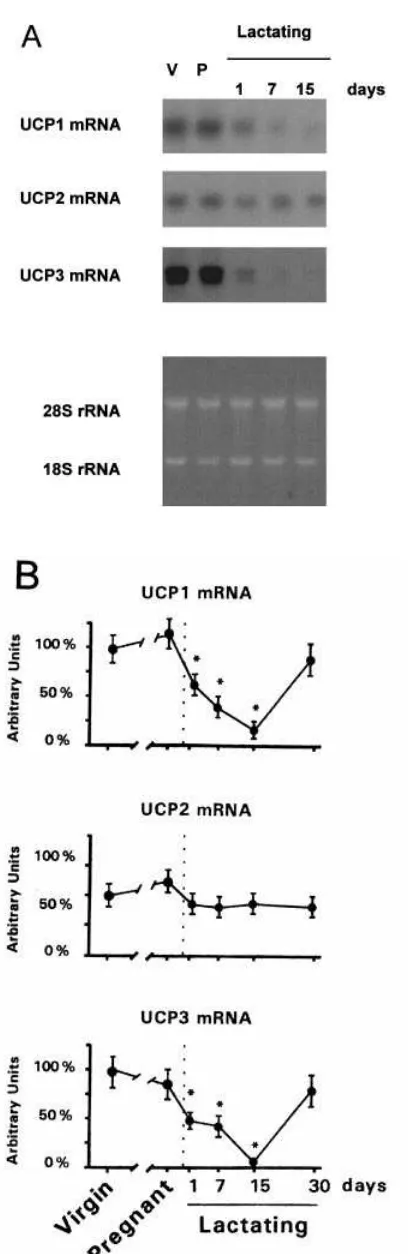 Figure 1Changes in the expression of UCP1, UCP2 and UCP3 mRNAs inBAT in late-pregnant, lactating and spontaneously weaned mice