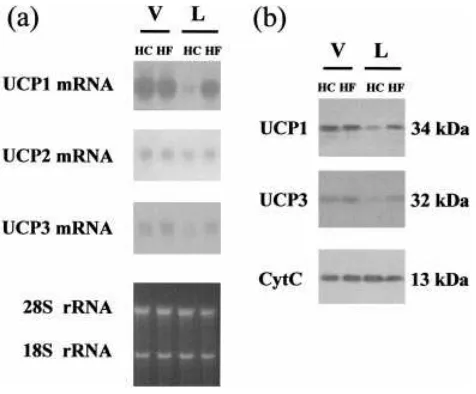 Table 4Effects of bezaﬁbrate, WY-14,643 and troglitazone on theabundances of UCP1, UCP2 and UCP3 mRNA species in BAT of virgin andlactating mice