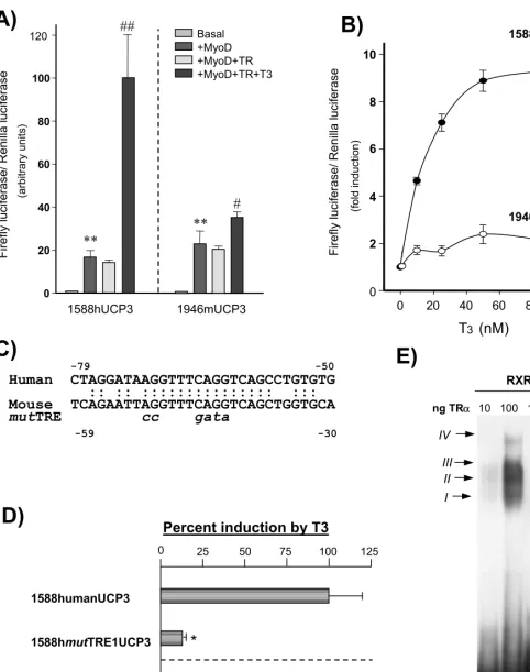 A)Figure 7##B)120Basal 1588hUCP3-Luc