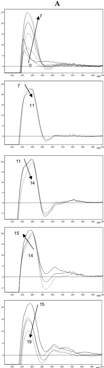 Fig. 6- Espectres CD (A) i UV-vis (B) de la valoració de Zn-SpMTA amb Cu(I). Al llarg de la valoració es van afegir fins a 24 eq de Cu(I) però les dades de CD només mostren l’addició fins a 19 ja que a partir d’aquest punt no es varen registrar variacions 