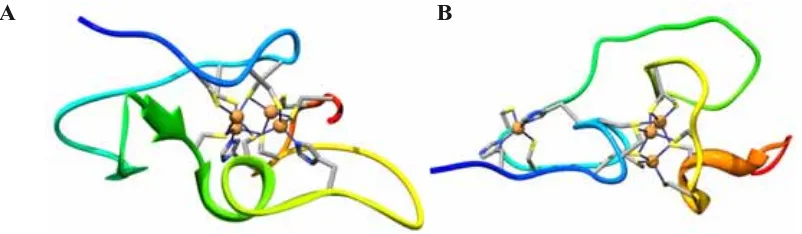 Figura 2. Estructura 3D de (A) Zn4-SmtA de S. elongatus (PDB 1JJD) i (B) Zn4-βE-Ec-1 del domini βE de Ec-1 de T