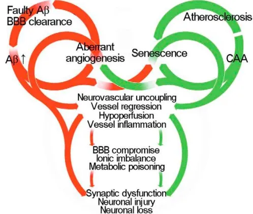 Fig 1 Neurovascular model of Alzheimer's disease. Multiplepathogenic cascades originating from altered cerebral arteries(green) disintegration of the neurovascular unit, including aberrantangiogenesis, cerebral amyloid angiopathy (CAA), senescenceand fault