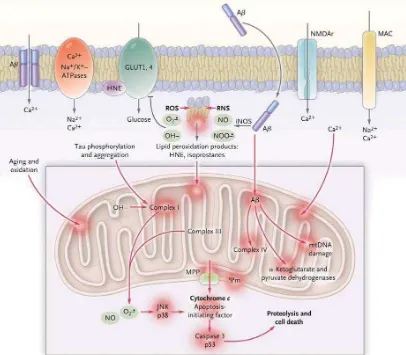 Fig.4 Dany mitocondrial i estrès oxidatiu en la MA. Des d’un punt de vista centrat en l’A�, aquest pèptid indueix la formació d’espècies reactives d’oxigen i el nitrogen que generen toxines mitocondrials