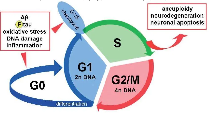 Fig. 5 Reentrada al cicle cel·lular de neurones diferenciades i madures en la MA. Les neurones entren en l'etapa G0 i es fan resistents davant estímuls mitogènics