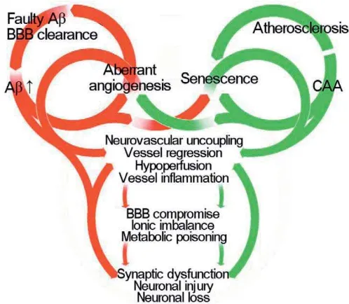 Fig.8 Hipòtesi neurovascular de la MA. Múltiples cascades patogèniques amb origen en artèries cerebrals alterades (verd) o alteració de capil·lars cerebrals (verd) poden iniciar l’alteració de la unitat neurovascular