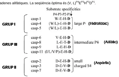 Figura I9. tetrapèptid situat amino-terminal respecte al lloc de tall. La classificació pot ser realitzada en Grups (I, II i III) o per mida (gran, entremig i petit) de l’aminoàcid en P4 que reconeix la caspassa