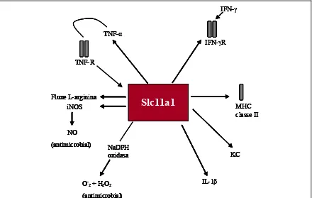 Figura 7. Múltiples efectes pleotròpics de la proteïna SLC11A1 en la regulació de l’activació del macròfag en ratolí (modificat de Blackwell, 1996)