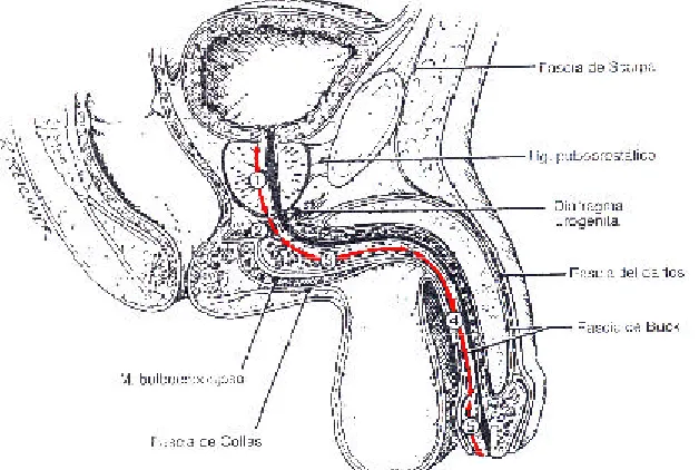 Fig. 6. Porcions de la uretra.