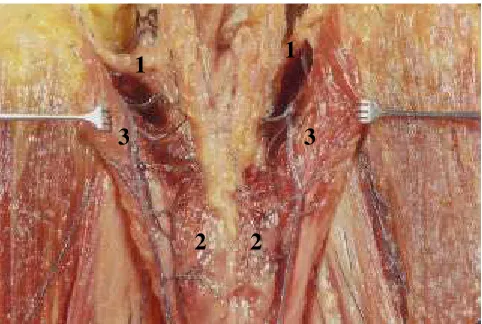 Fig. 52. Àrea de dissecció posterior.
