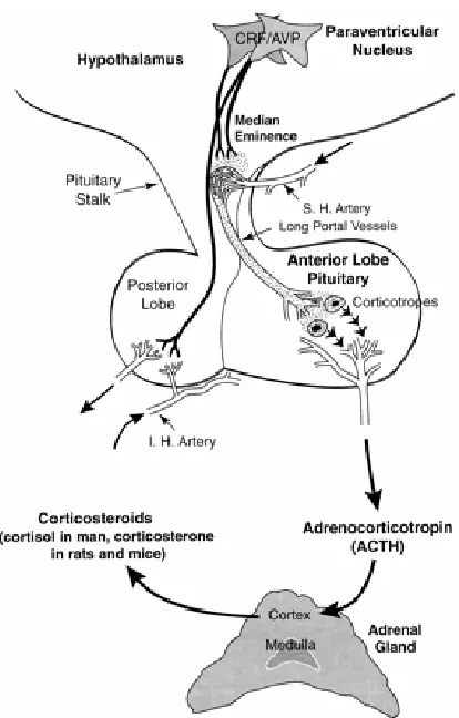 Figura 1.6.- Anatomia funcional de l’eix hipotàl·lem-pituitària-adrenal (HPA). AVP, arginina vasopresina; CRF/CRH, factor alliberador de corticotropina; I.H., hipofisial inferior; S.H., hipofisial superior