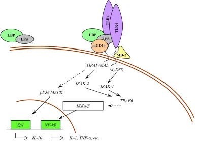 Figura 1.8.- Diagrama esquemàtic de la transducció de senyal originada per l’LPS per a la generació de citocines