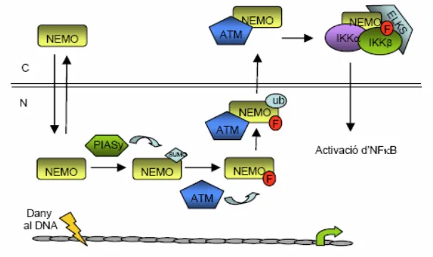 Fig 11. Esquema del procés d’activació del complex IKK depenent de NEMO en resposta a dany al 