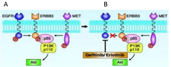 Fig. 11. Acció de MET en el procés de resistència primària al tractament amb ITQ. En la figura A, MET pot activar la via PI3K/Akt mitjançant la seva relació amb HER-3
