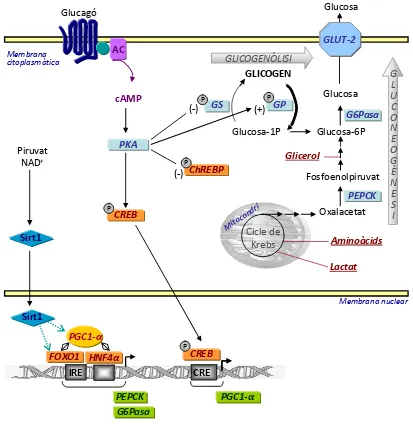 Figura ElPKA.transcripciól'activació4. Regulació del metabolisme hepàtic en estat de dejuni. En unir‐se al seu receptor de membrana, elglucagó indueix que l'adenilat ciclasa (AC) produeixi un increment de cAMP el qual implica una activació de la  L'activitat  cinasa  de  PKA  provoca  la  inhibició  de  GS  (glicogen  sintasa)  i  de  ChREBP,  i,  per  altra  banda, de GP (glicogen fosforilasa) i també de CREB la qual entra al nucli i activa la transcripció de PGC‐1α. co‐activador nuclear PGC‐1α afecta la regulació de la via gluconeogènica mitjançant la seva unió a factors de com FOXO1 i HNF4‐α. La manca d'insulina és responsable de la localització nuclear de FOXO1 demanera que permet la seva acció reguladora de la gluconeogènesi. Per altra banda, Sirt1 mitjançant la sevaactivitat deacetilasa estimula FOXO1 i PGC‐1α i, en conseqüència, la gluconeogènesi. En vermell i subratllats,s'indiquen els substrats gluconeogènics. 