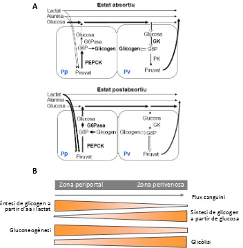 Figura PKhepatòcits7. Diagrames de l’heterogeneïtat zonal del metabolisme de glúcids al fetge. On Pp i Pv representen els periportals i perivenosos, respectivament. G6P és glucosa‐6 fosfat, G6Pasa és glucosa‐6‐fosfatasa, és piruvat cinasa i GK, glucocinasa. 