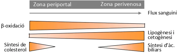 Figura 8. Representació esquemàtica de la zonació del metabolisme lipídic al fetge. 