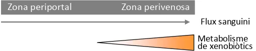 Figura 10. Representació esquemàtica de la zonació del metabolisme de xenobiòtics.