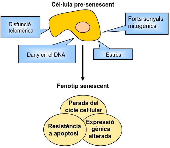 Figura 2. Fenotip senescent induït per múltiples estímuls. 