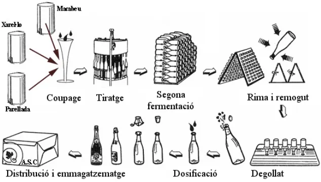 Figura II-2. Esquema del procés d'elaboració del Cava mitjançant 