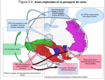 Figura 2.4: Àrees implicades en la percepció de cares
