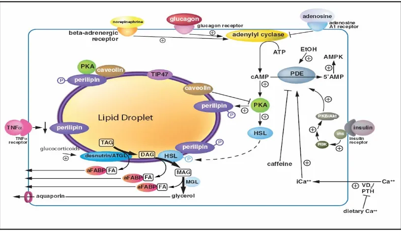 Figura 4. Regulació de la lipòlisi en l’adipòcit. Font: Duncan et al. 2007 [31]. 