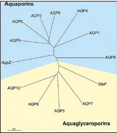 Figura 5. Família de les aquaporines. En aquesta figura es mostren les proteïnes permeables a l’aigua (aquaporines) i les permeables al glicerol (aquagliceroporines)