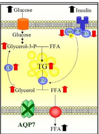 Figura 17. Efecte, a llarg termini, de la poca entrada de glicerol al fetge, com a conseqüència de l’eliminació d’AQP7, en la homeòstasi de la glucosa en el fetge