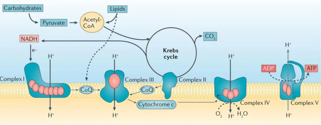 Figura 3. Metabolisme energètic mitocondrial i cadena respiratòria. El producte final del metabolisme dels carbohidrats i lipídic és l’Acetil-CoA (Acetyl-CoA), que s’oxida a través de les reaccions del cicle de Krebs (Krebs cycle) per produir CO2