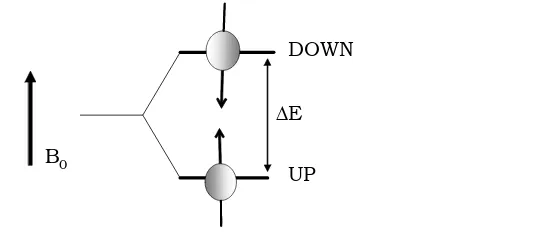 Figura 1.3 Nivells d’energia per al nucli H-1 en presència de B0