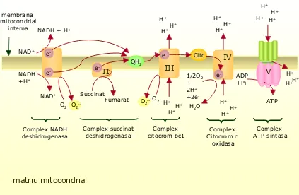 Figura 2. Cadena de transport electrònic en S.cerevisiae (Font: Bakker et al, 2001; FEMS Microbiol)