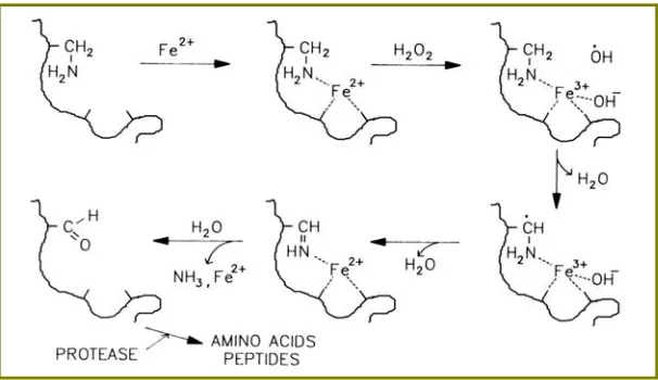 Figura 5. Formació de grups carbonil per glicació, per glicooxidació i per reaccions amb 