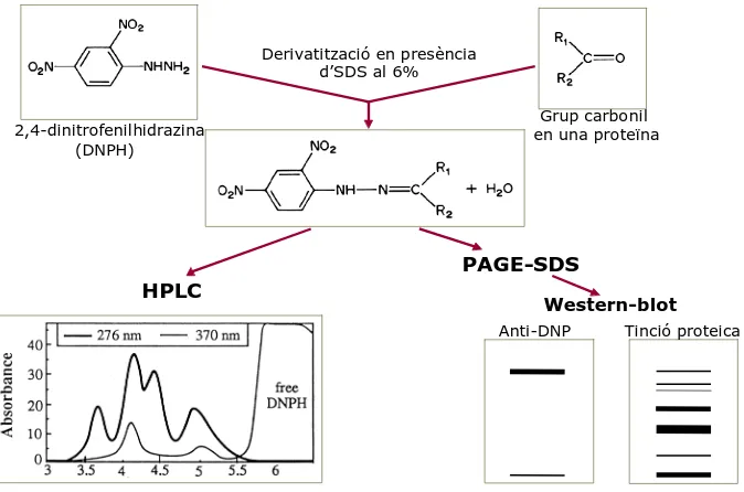 Figura 6. Esquema de la derivatització i detecció de grups carbonil mitjançant HPLC i Western blot amb anticossos anti-DNP