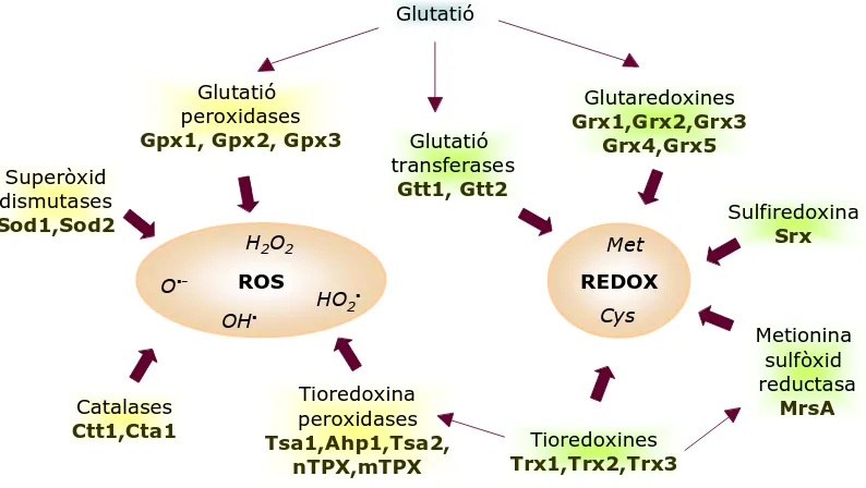 Figura 7. Principals sistemes enzimàtics involucrats en la resposta a estrès oxidatiu en S