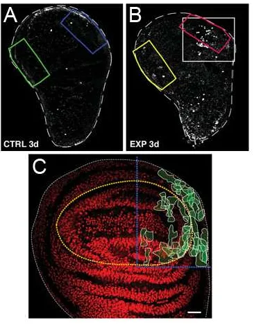 Figura 5. Proliferació i formació del blastema en discs regenerats. (A) Disc control no fragmentat després de 3 dies de cultiu, no s’observa proliferació