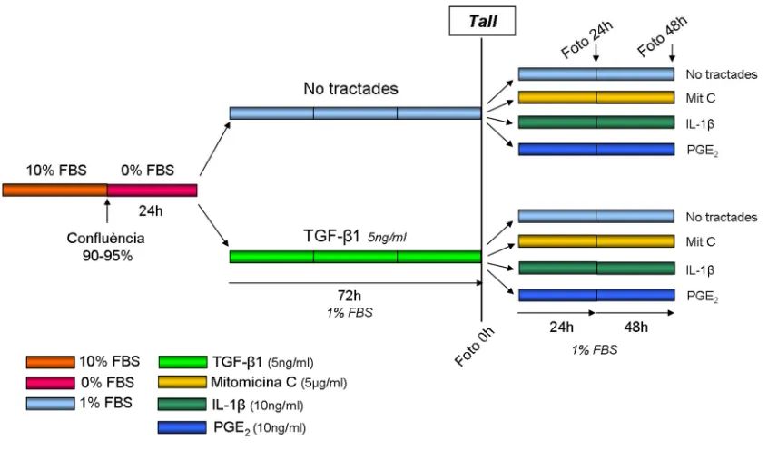 Figura 13.- Disseny experimental utilitzat per mesurar de la capacitat de tancament d’una ferida pulmonar idiopàtica.realitzada in vitro pels cultius de fibroblastes procedents d’individus control i de pacients amb fibrosi  