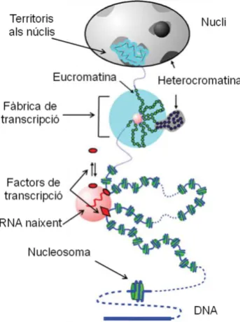 Figura A.6. Model per a una “fàbrica de transcripció” de l’RNA Pol II i la seva estructura (Faro-Trindade et al