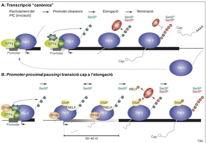 Figura A.7. Resum del procés de transcripció per RNA Pol II i del fenomen de promoter-proximal pausing (PrPP)