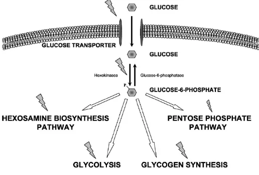 Figura 1. Rutes metabòliques de la glucosa-6-fosfat (Bouche et al. 2004) 